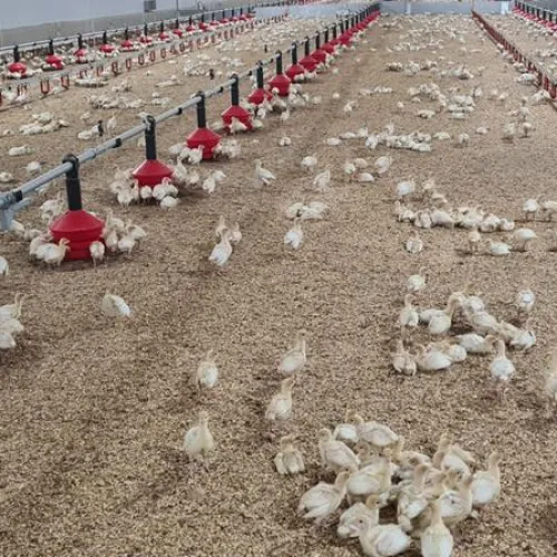 Granja de pavos Avícola El Charcón (foto HDS)