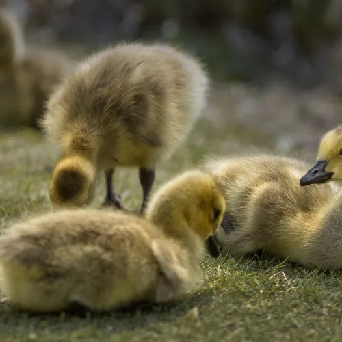 Pollitos de pato